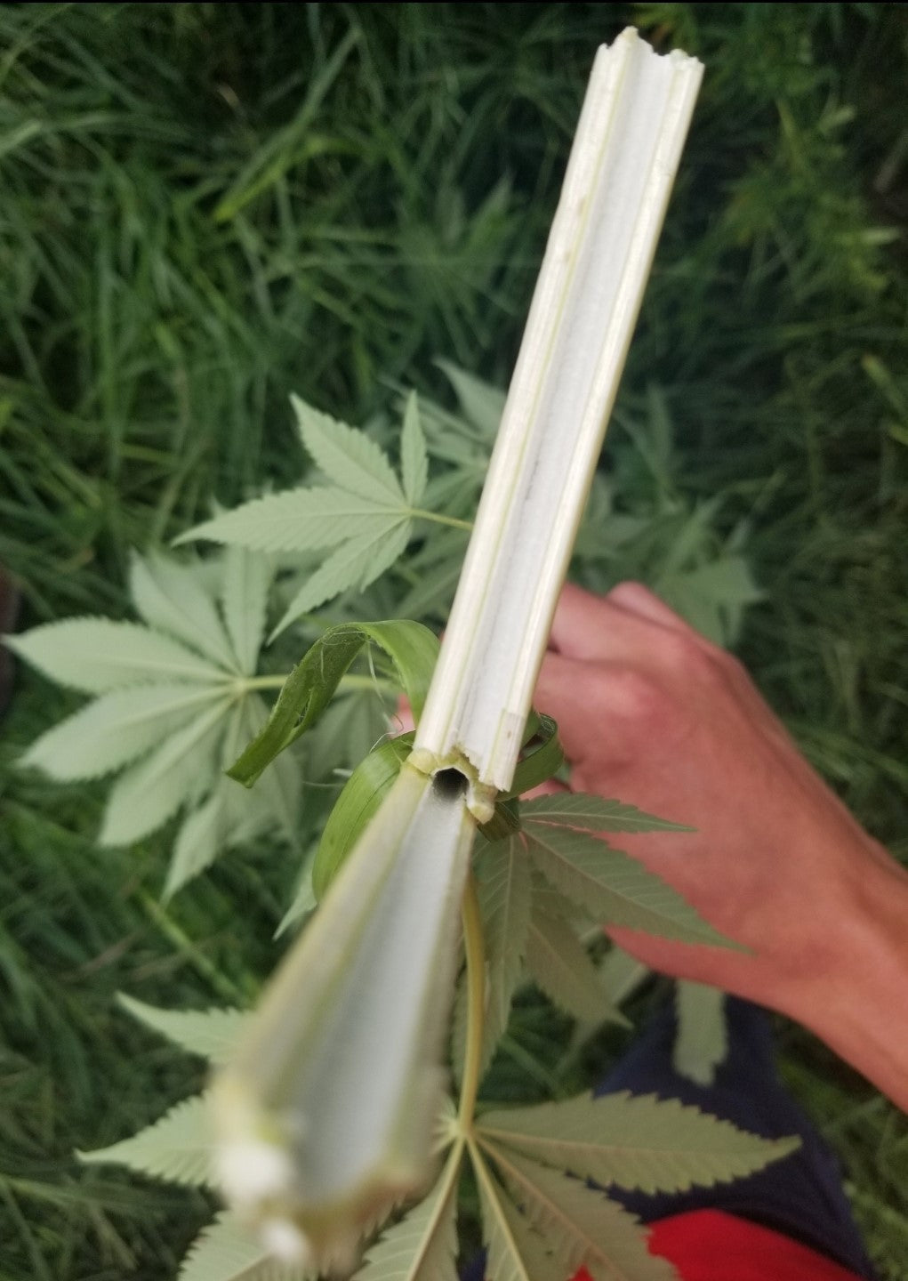 Hemp Chicken Horse Animal Bedding Litter - Organic USA Grown