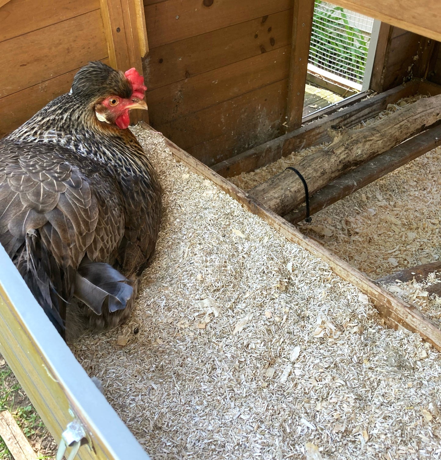 Hemp Chicken Horse Animal Bedding Litter - Organic USA Grown