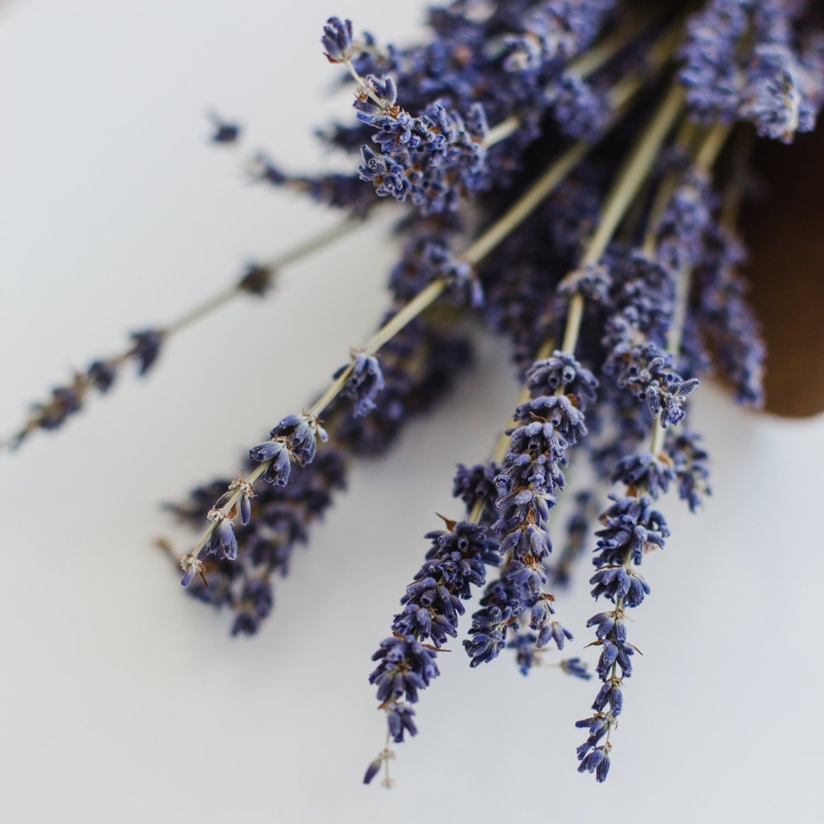 Lavender Earl Grey Mini Tea Tube (5 tea bags)